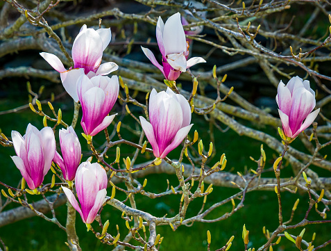 Flowering magnolia tree with white and pink flowers. Beautiful blooming spring garden on blue sky background