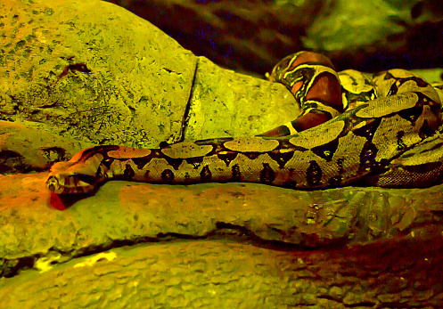 The boa constrictor is a large snake, and reach lengths of 3–13 feet. Focussed here on his head. Mainly evolved from South America, and widely used as pets.