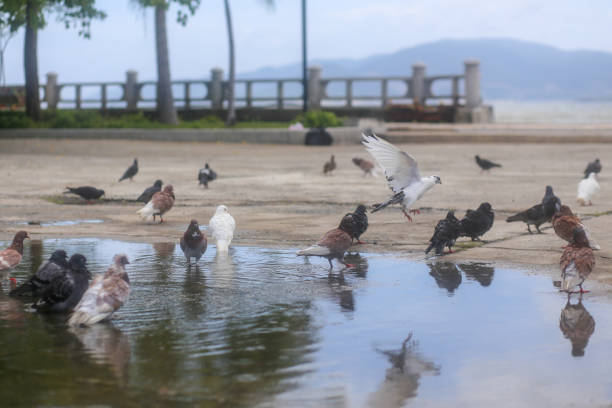 istock Pigeons shed their feathers in a puddle at the park 1393213873
