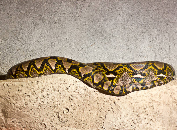Utah Zoo Reticulated Python's 890+ Reticulated Python Pic Stock Photos, Pictures & Royalty-Free ...