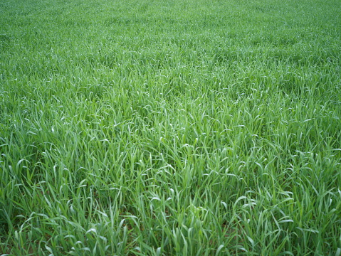 closeup green wheat  field  at the spring day