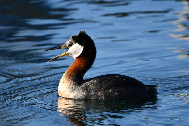 istock Red-necked Grebe Duck calling on lake 1393220169
