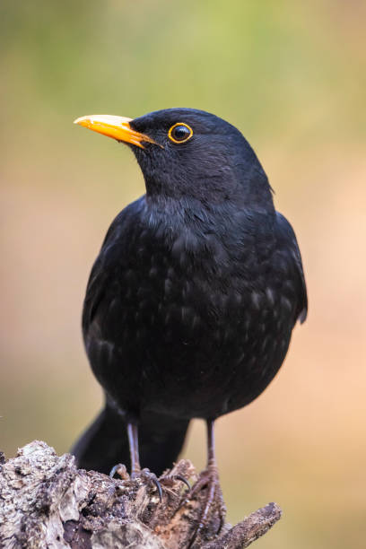 istock Male Blackbird, turdus merula, singing in a tree 1393222552