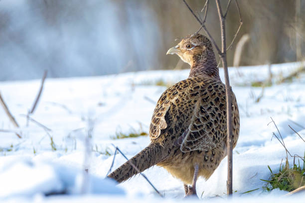 istock Female Pheasant Phasianus colchicus scavenging in a forest perched in snow during Winter season 1393222562