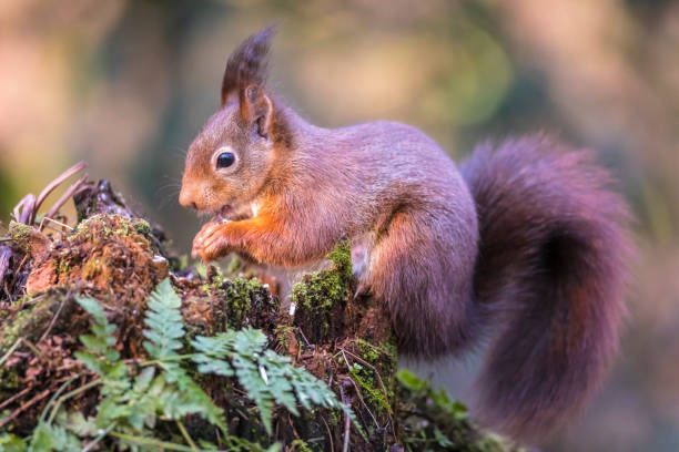istock Closeup of a Eurasian red squirrel, Sciurus vulgaris, eating nuts in a forest. 1393222576