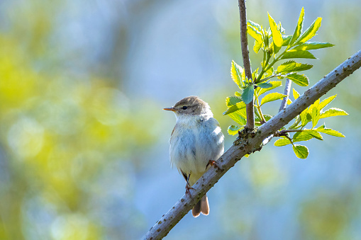 Close-up of a Willow warbler bird, Phylloscopus trochilus, singing on a beautiful summer evening with soft backlight on a vibrant background.