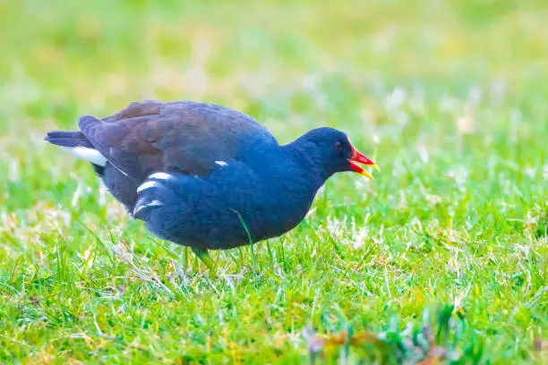 Close-up of a common moorhen, Gallinula chloropus, foraging in grass. The background is green, selective focus is used.