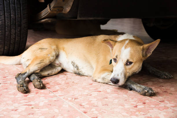 istock Native Thai stray dog resting under car. 1393223588