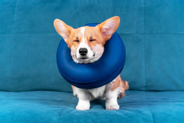 istock Cute doggy in soft protective collar sits on blue sofa 1393223829