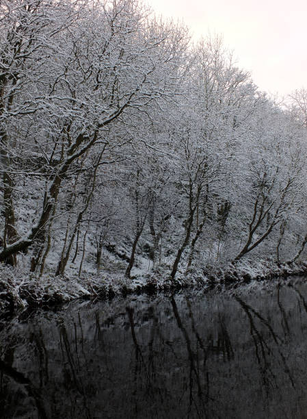 istock winter scene with snow covered frozen trees reflected in still dark water 1393224983