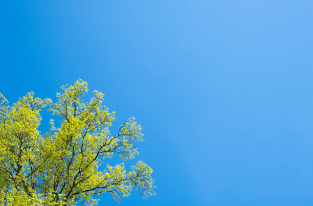 copa de árvore com folhas verdes amareladas cortadas contra um céu azul claro, contraste de cor, olhando para cima, copiar espaço - treetop sky tree tree canopy - fotografias e filmes do acervo