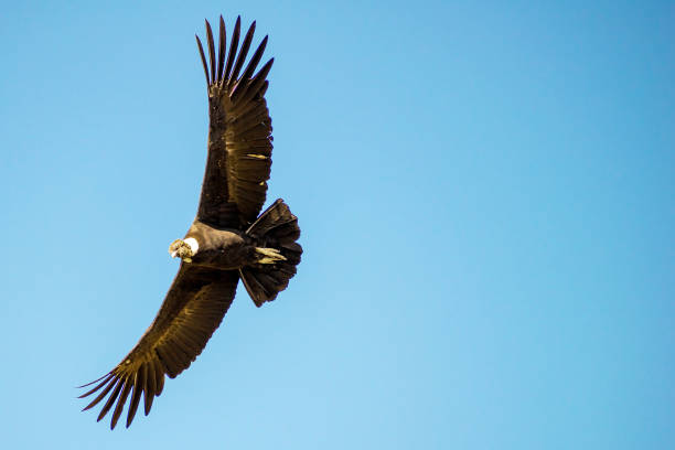 istock Andean Condor, Colca Canyon, Peru 1393228072