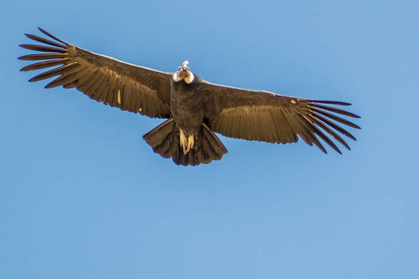 istock Andean Condor, Colca Canyon, Peru 1393228100