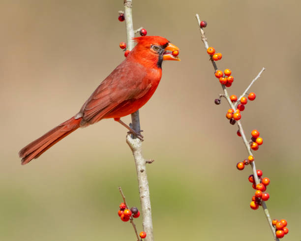 istock Northern Cardinal Eating Berries 1393228774