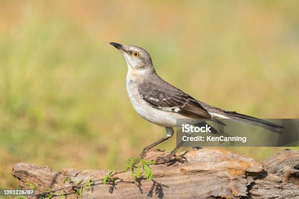 Mockingbird Perched On A Stump With Green Background Stock Photo - Download Image Now