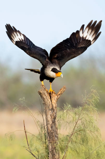 Crested Caracara taking flight Crested caracara (Caracara plancus) taking flight. Texas. crested caracara stock pictures, royalty-free photos & images