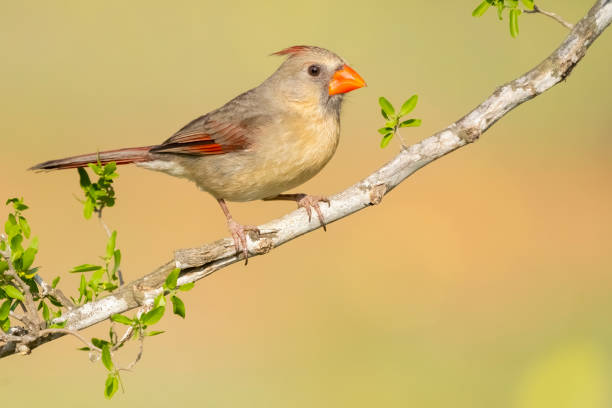istock Northern Cardinal Female Perching 1393228801