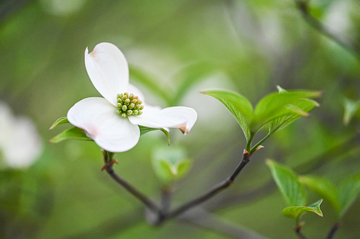 White flower of a dogwood tree