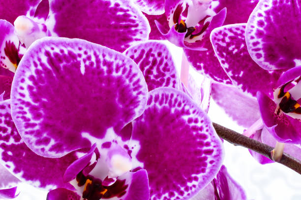 istock Beautiful  purple orchid in full bloom 1393230945