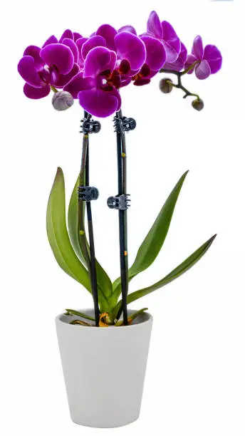 Photo of Beautiful  purple orchid in full bloom in pot