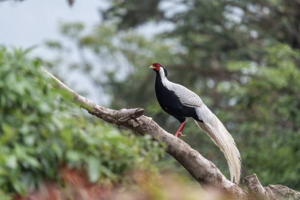 istock A male Silver Pheasant with white feathers in the forest 1393233356