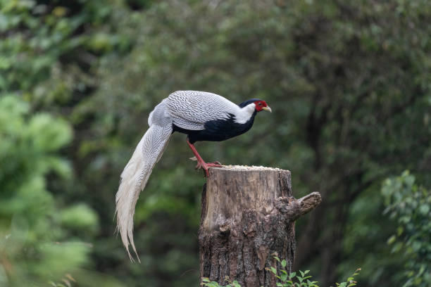 istock A male Silver Pheasant looks for food on a withered stump 1393233359