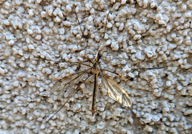 A Mosquito on the Stucco stock photo