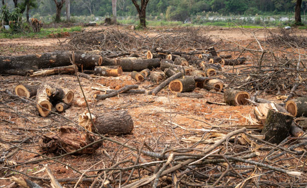 istock Group of logs after cut the tree. 1393235238