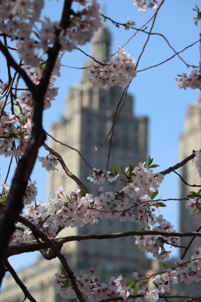 istock Cherry Blossoms in New York 1393236051