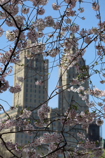 istock Cherry Blossoms in New York 1393236061