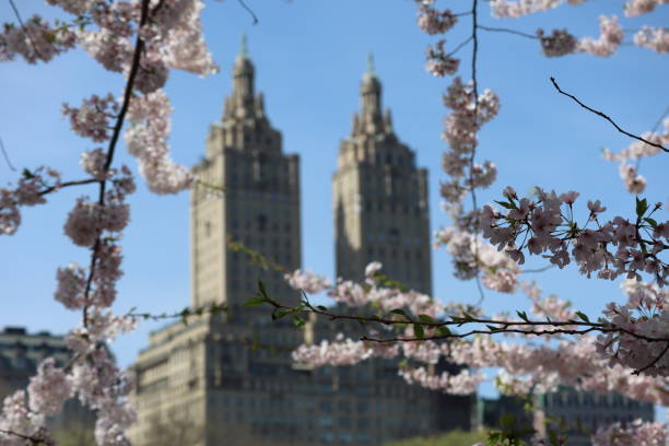 istock Cherry Blossoms in New York 1393236077