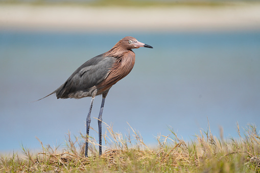 Reddish Egret posing with keep eyes