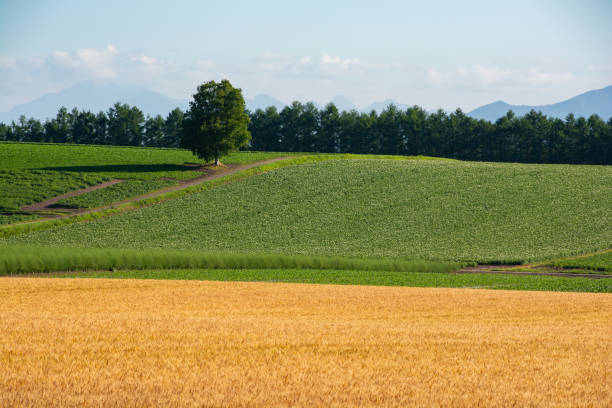 istock Birch tree standing in a green field in summer 1393236803