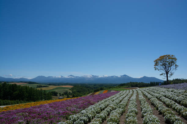 istock Summer flower fields and the Tokachi Mountain Range 1393236831