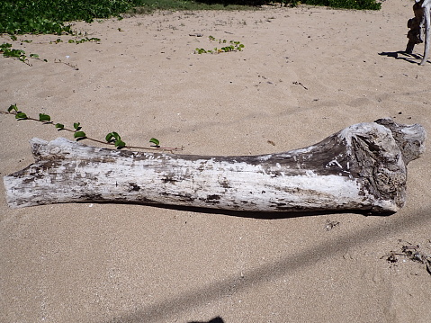 Large driftwood log on sunny sandy beach