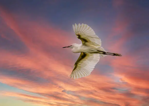 Photo of Flying egrets