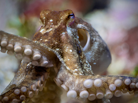 Two-spot octopus, Octopus bimaculoides showing one of the blue false eye spots.