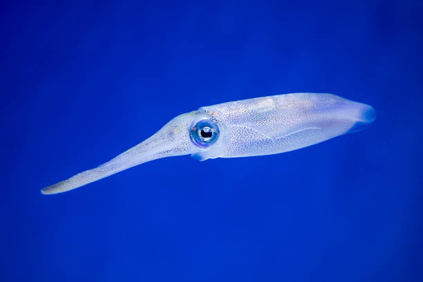 istock bigfin reef squid, Sepioteuthis lessoniana 1393243800
