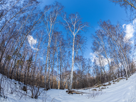 Pines and birches in winter park on a sunny day. Winter Forest background