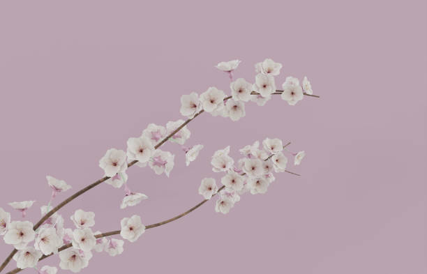 ramo di fiori di ciliegio con sfondo rosa illustrazione di rendering 3d - oriental cherry tree foto e immagini stock