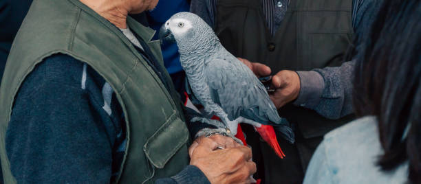 loro gris africano ubicada en una mano - parrot young animal human hand cute fotografías e imágenes de stock