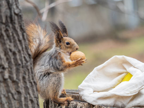 istock A squirrel with a nut sits on a stump in spring or summer. 1393247112