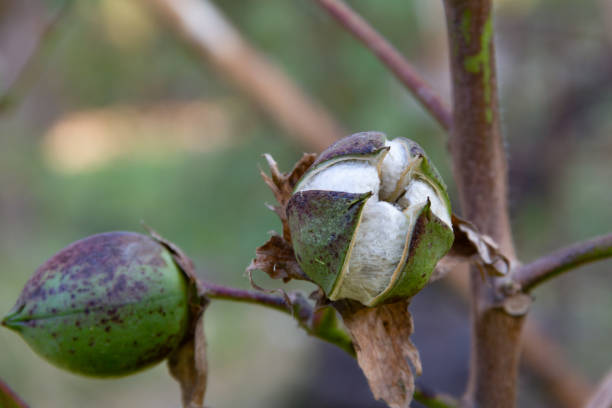 fruta de algodón madura en la planta - cotton smooth green plant fotografías e imágenes de stock