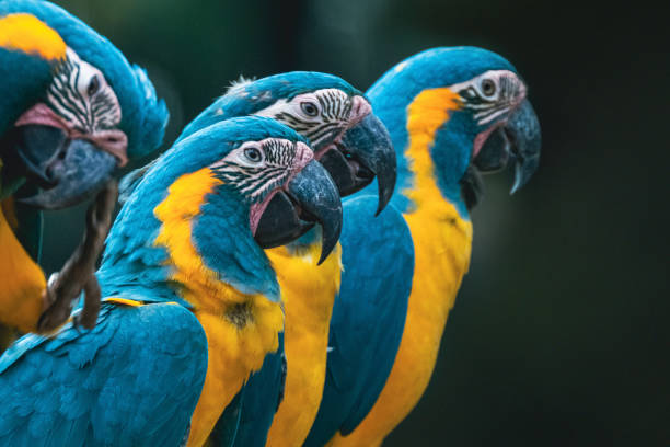 istock Blue and yellow macaw parrots sitting in a row 1393248871
