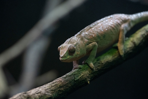 Close-up of a panther chameleon in the wild.