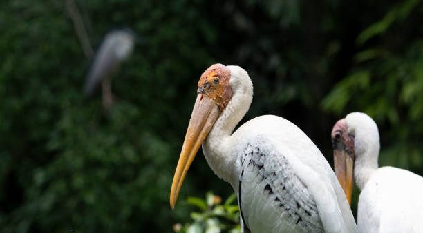 Free picture: stork, bird, animal, head, eye, feathers