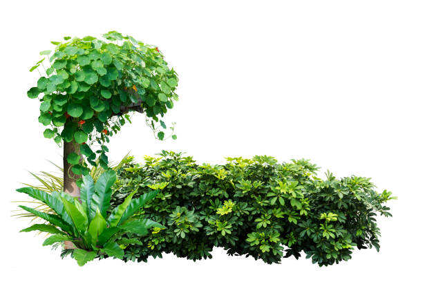 green leaves plant isolated on white background include path