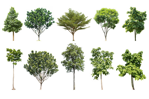 collection trees isolated on white background