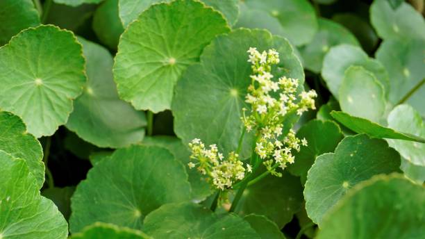 istock Hydrocotyle verticillata also known as Whorled marshpennywort 1393251272