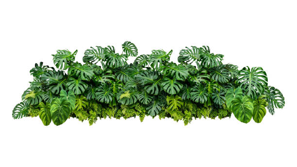istock monstera jungle plant isolated include clipping path 1393251379